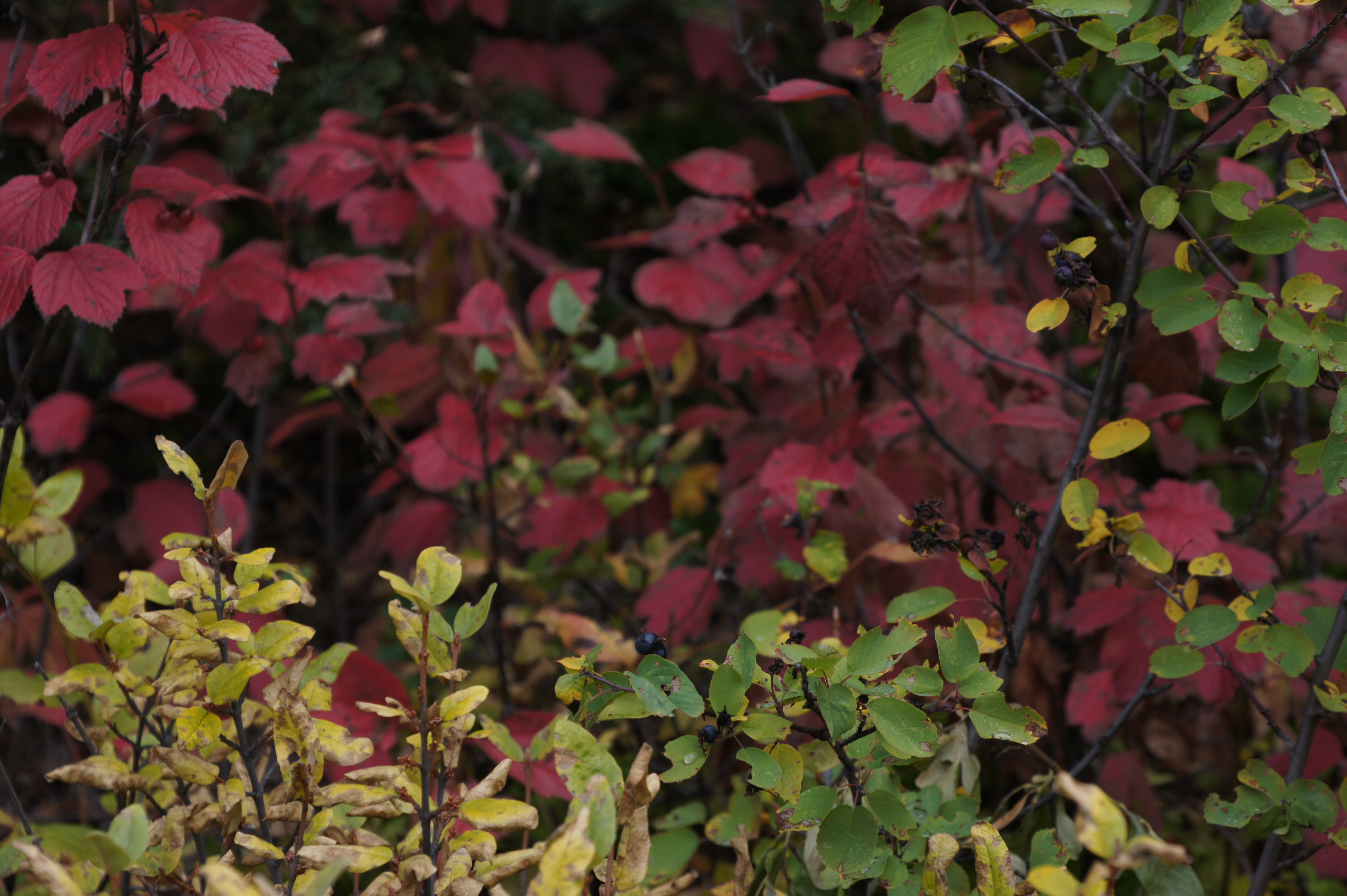 Click to return to the thumbnail index